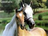 les chevaux