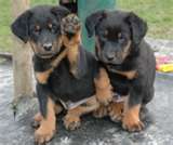 les deux petits rotte