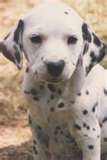 le dalmatiens