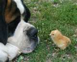 le saint bernare