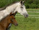 les chevaux