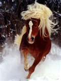 chevaux