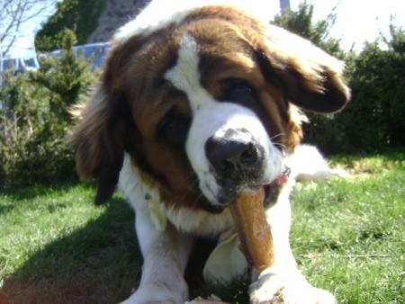 mon chien bounty qui mange du pain