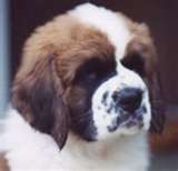 unchiot saint bernard