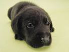 un bébé labrador noir
