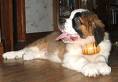 un chiot saint bernard 