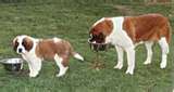  maman saint bernard et bébé saint bernard