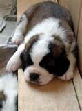 un petit choit saint bernard