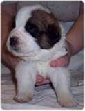 un chiot saint bernard 