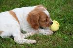 le petit chiot