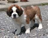 un bébé saint bernard