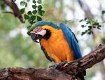 un petit oiseau