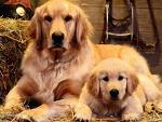 le papa chien et le fiston