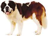 un chien saint bernard