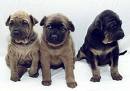 les bébé chiot