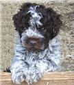 un petit bébé cocker