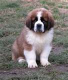 un chiot saint bernard